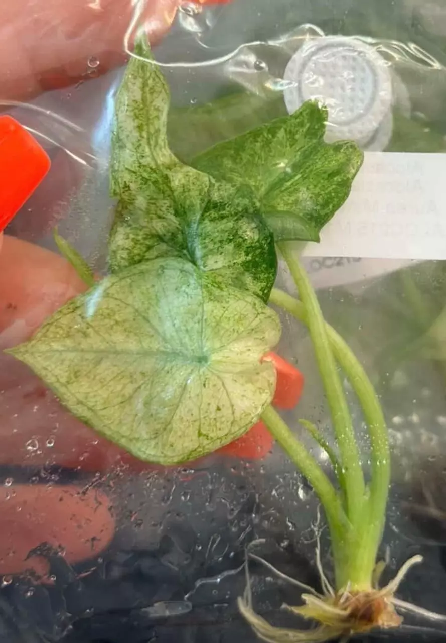 NEW RARE Simpo Mint Aurea TC Growers Choice thumbnail