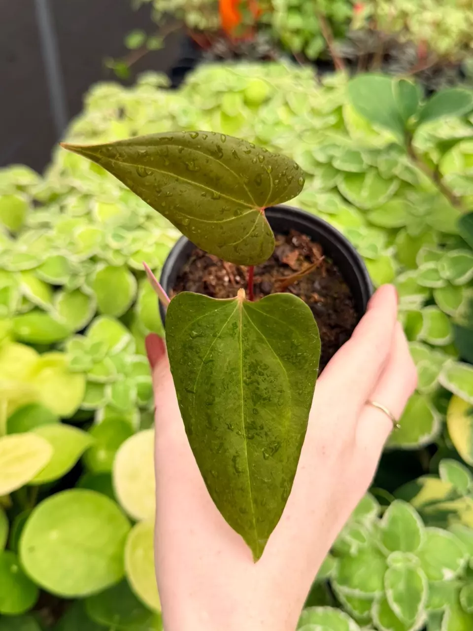 Anthurium Xone x Dressleri Specific 4” Pot 9001FEP | F thumbnail
