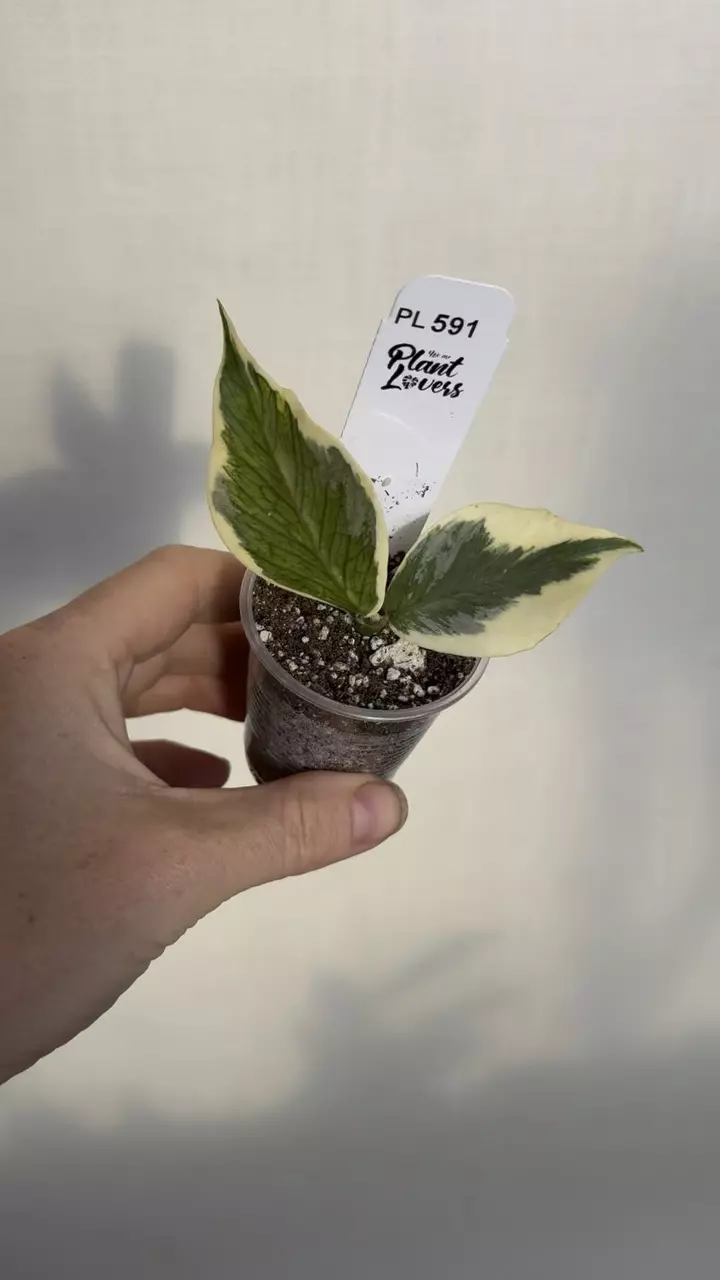 591: 1 inch Polyneura Ice Queen thumbnail