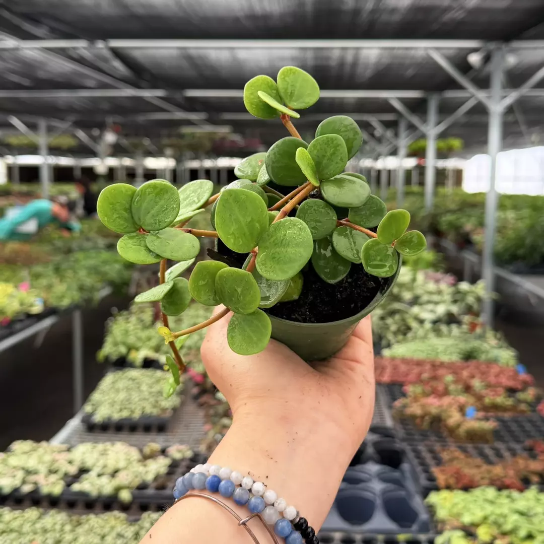 Peperomia Hope Specific 4” Pot 8969ZSP | F | thumbnail