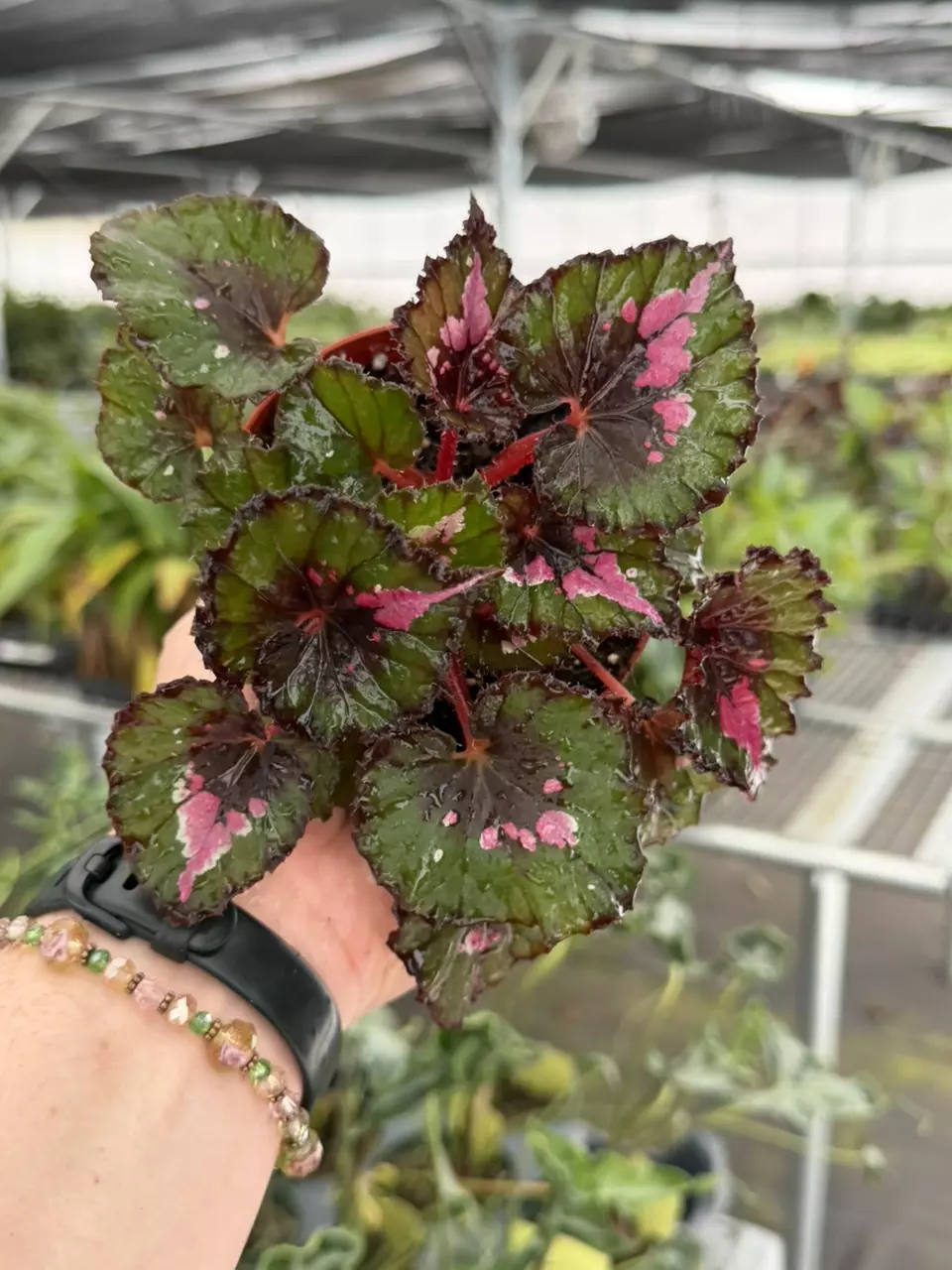 Exact Plant Begonia Harmonys Jingle Bells Specific 4” Pot 8428RSP | F thumbnail