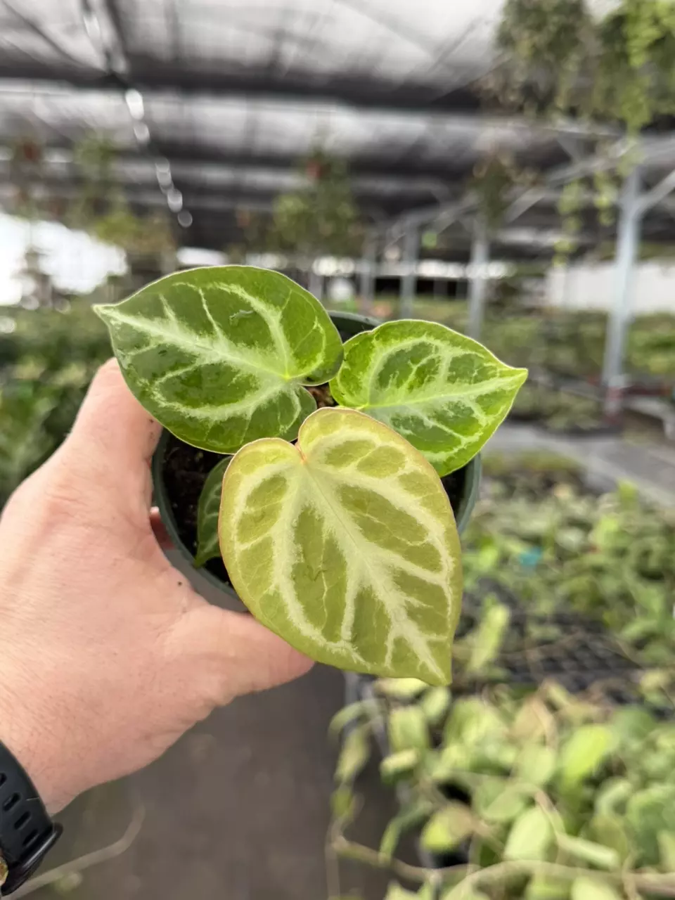 Exact Plant Anthurium Silver Chrome x Dorayaki Specific 4” Pot 8435RSP | F thumbnail