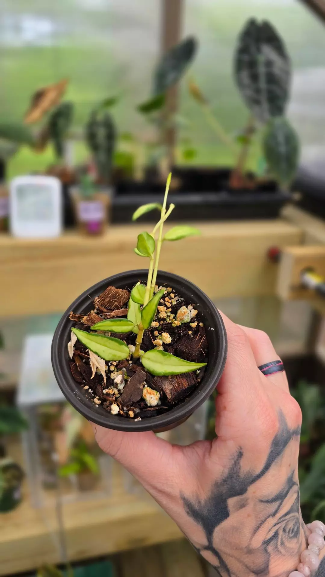 Hoya Bella inner varigated thumbnail