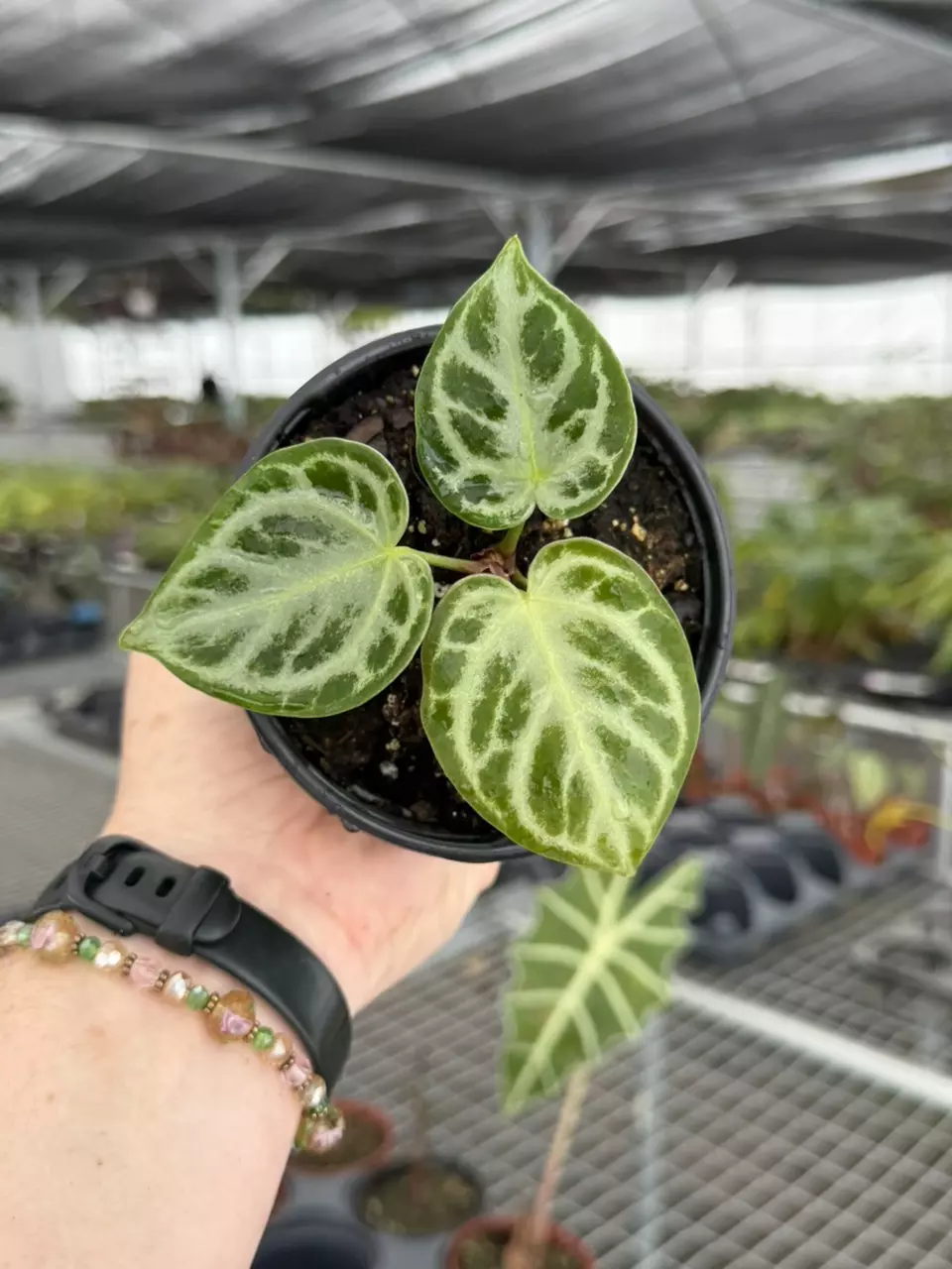 Exact Plant Anthurium Silver Tiger x Silver Blush Specific 4” Pot 8432RSP | F thumbnail