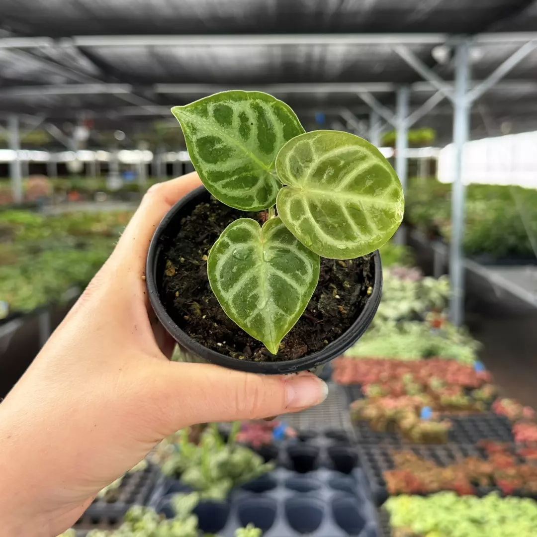 Anthurium Silver Tiger x Silver Blush Specific 4” Pot 8981ZSP | F | thumbnail