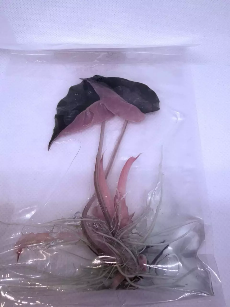Pink Chantrieri Tissue Culture GC thumbnail