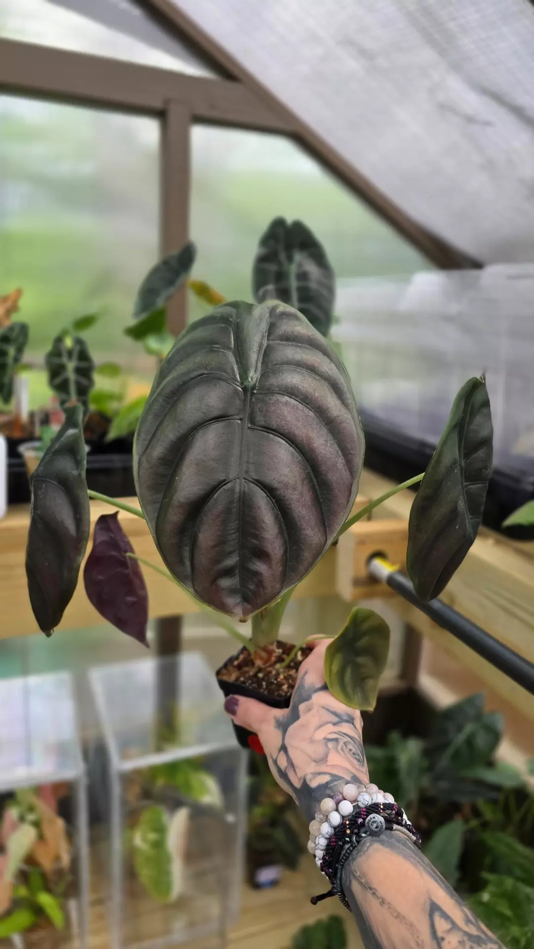 Alocasia Cuprea thumbnail