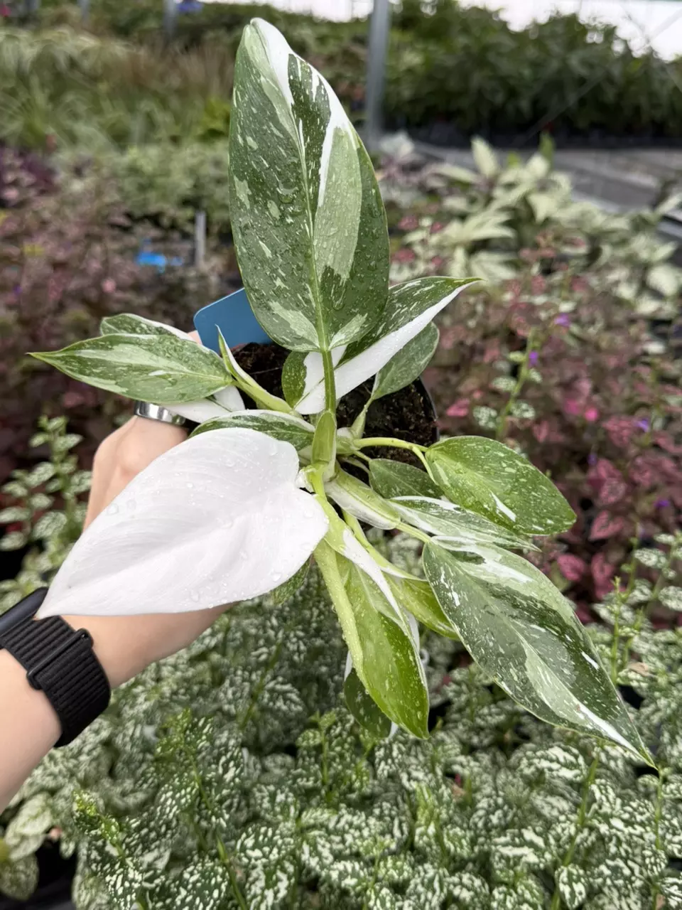 Philodendron White Wizard Specific 4” Pot 8265EMP | F thumbnail