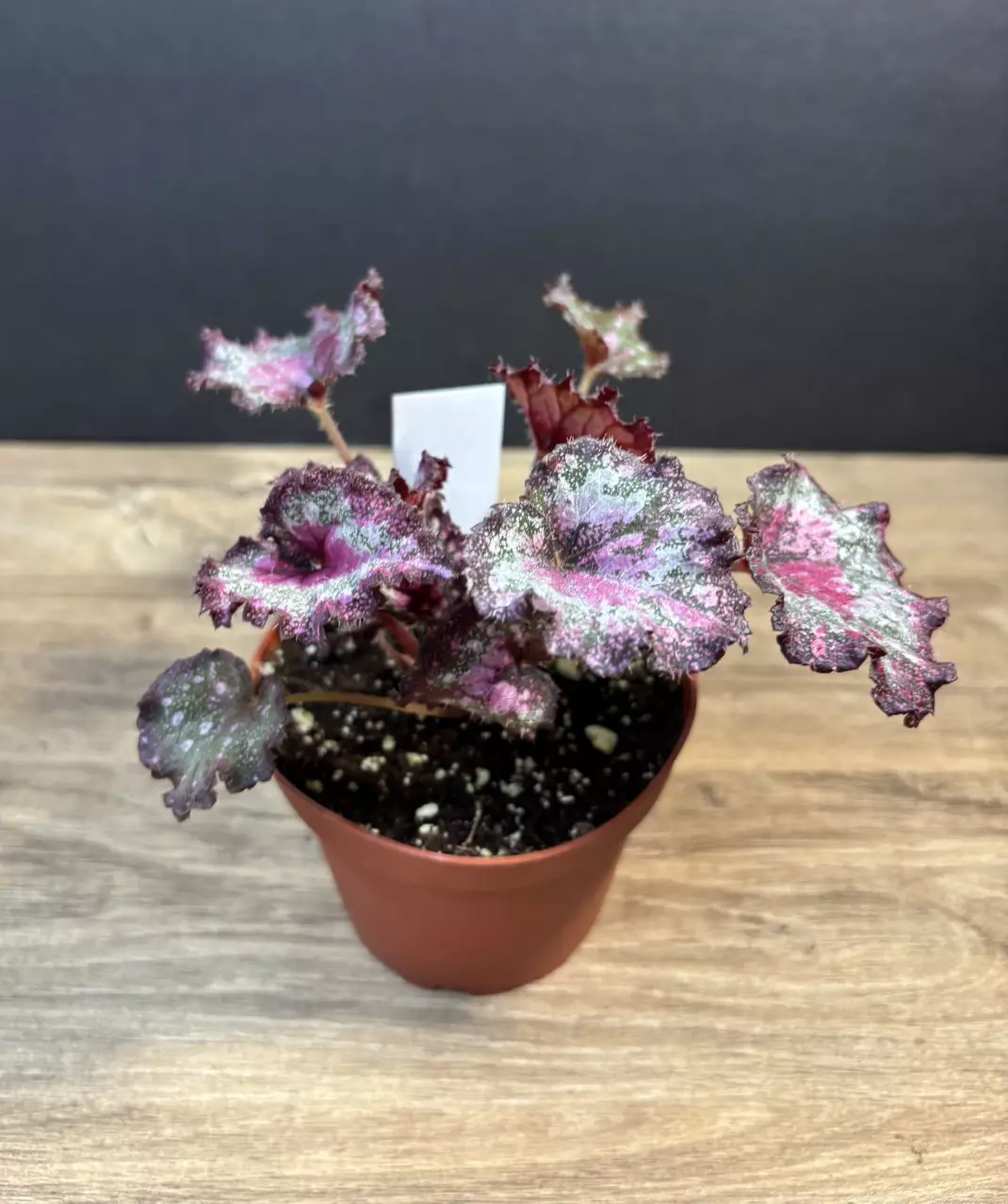 Begonia Gift Wrap 4” 3753 thumbnail