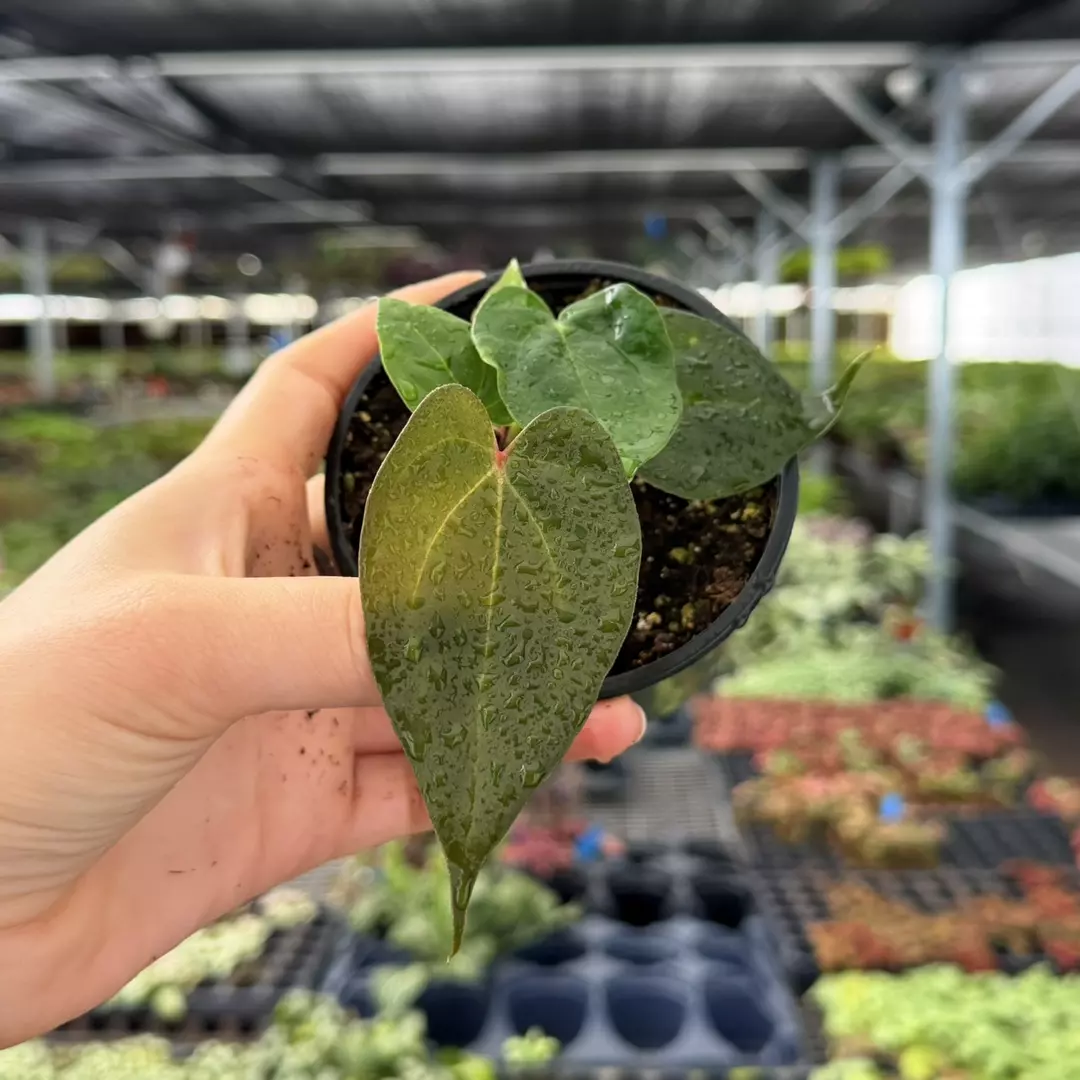 Anthurium Goliath x Dark Mama Specific 4” Pot 8987ZSP | F | thumbnail