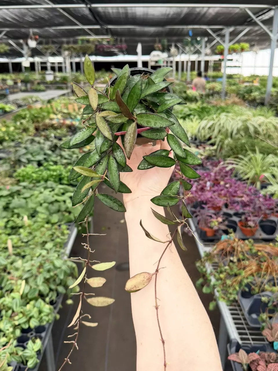 Hoya Rosita Specific 4” Pot 8799FEP | F thumbnail