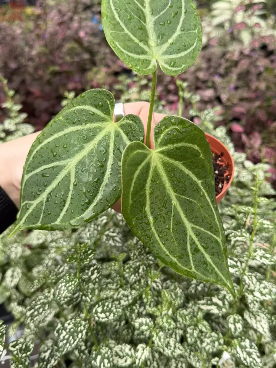 Anthurium Red Stem x Legend Specific 4” Pot 8269EMP | F thumbnail