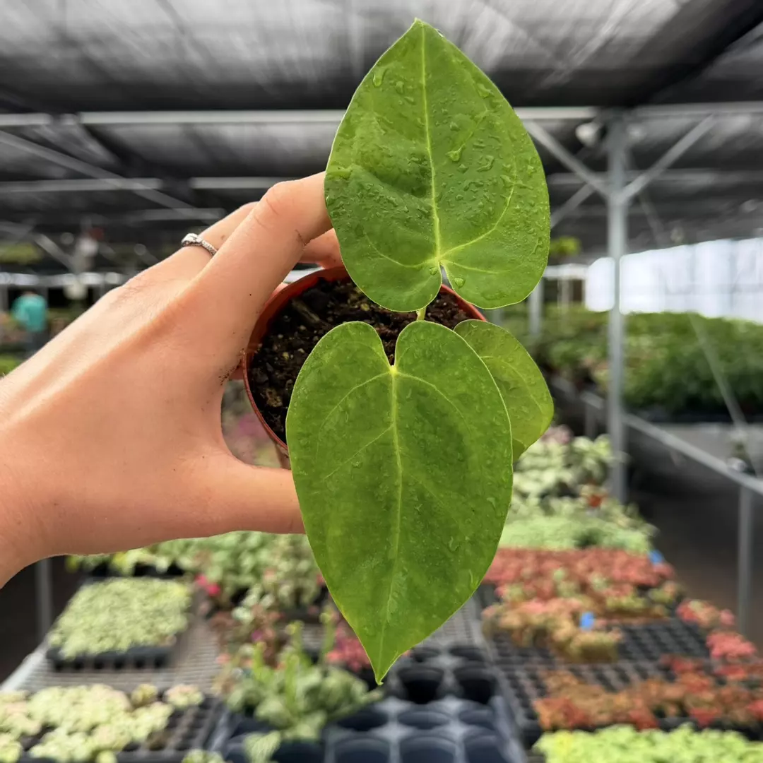 Anthurium Legend x Besseae Specific 4” Pot 8979ZSP | F | thumbnail