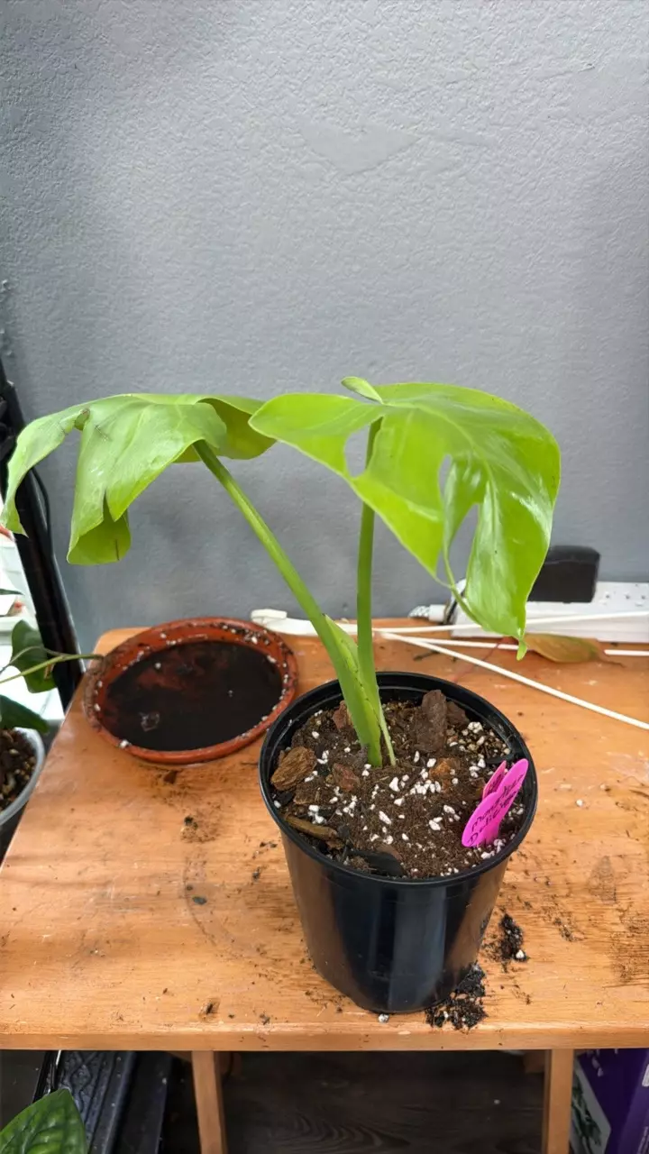 Monstera Deliciosa 520 thumbnail