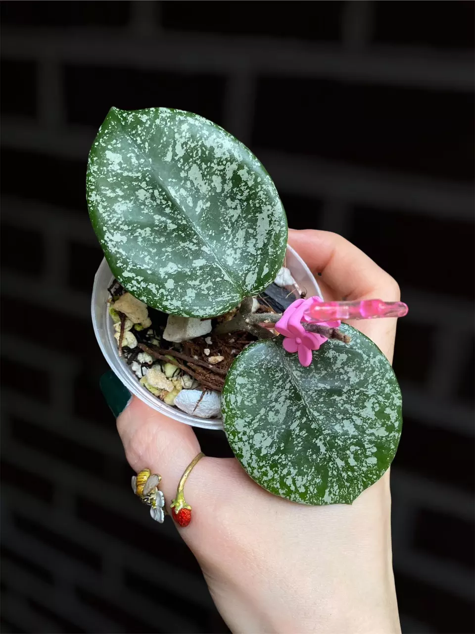 Hoya carnosa ‘Stardust’ thumbnail