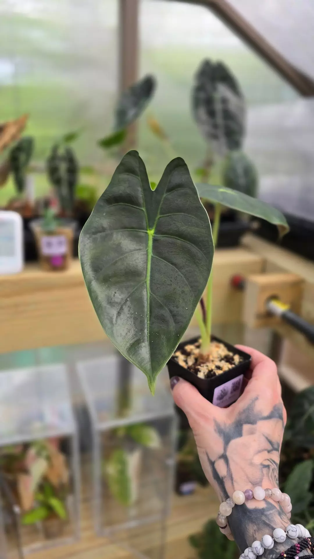 Alocasia Golden bone thumbnail