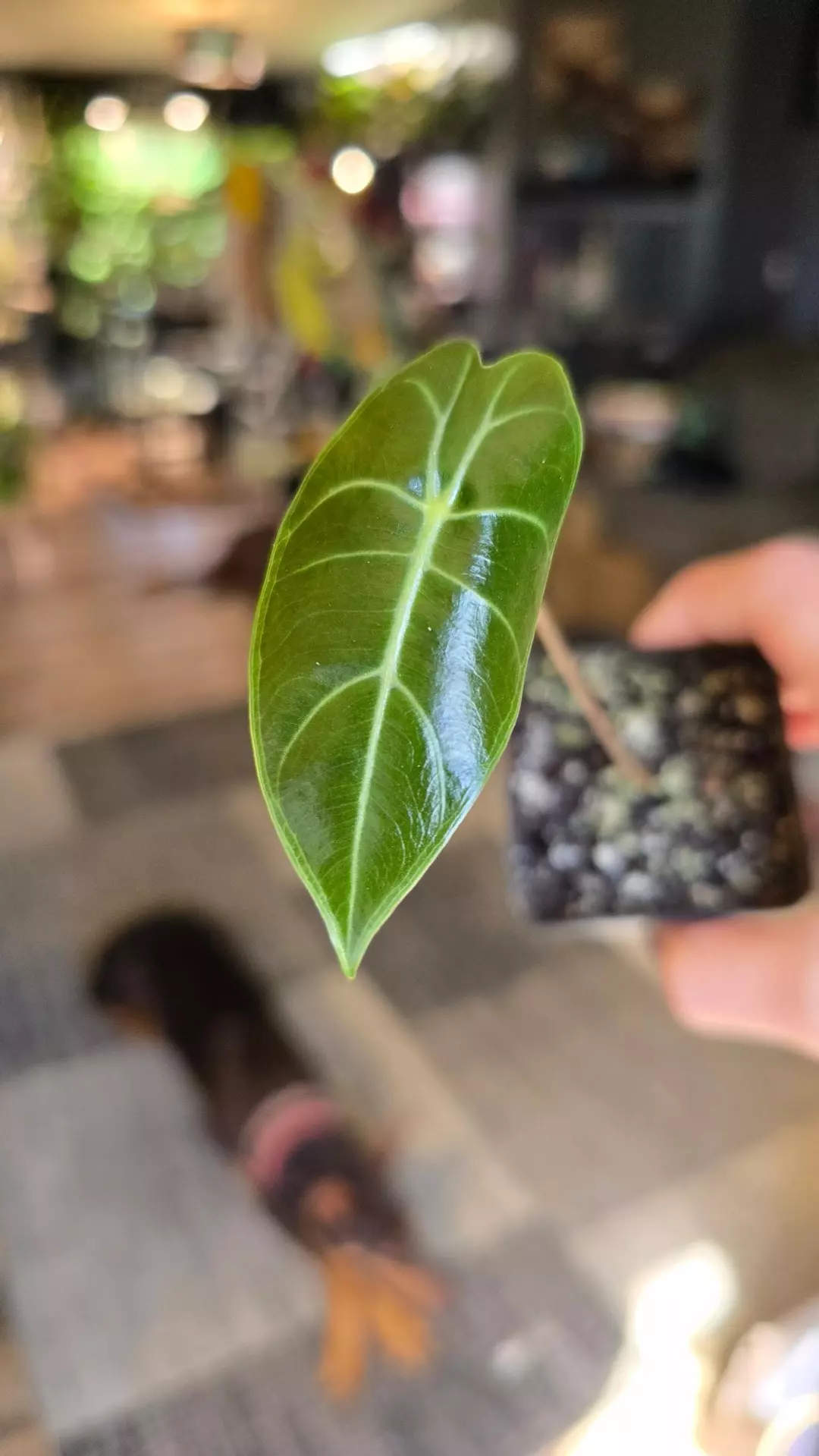 Alocasia Longiloba 'Purple Prince' thumbnail