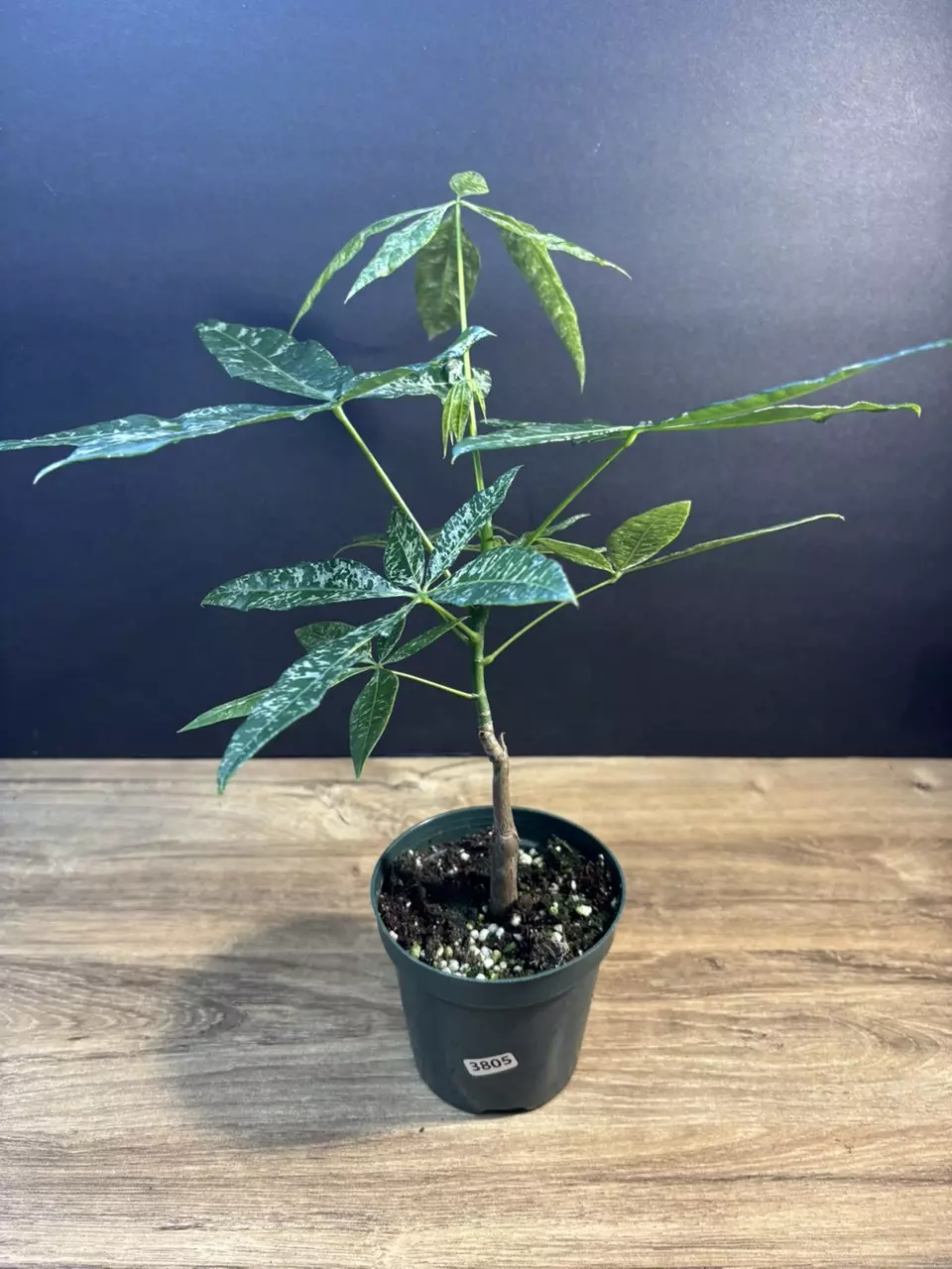 Variegated Money Tree 4” 3805 thumbnail