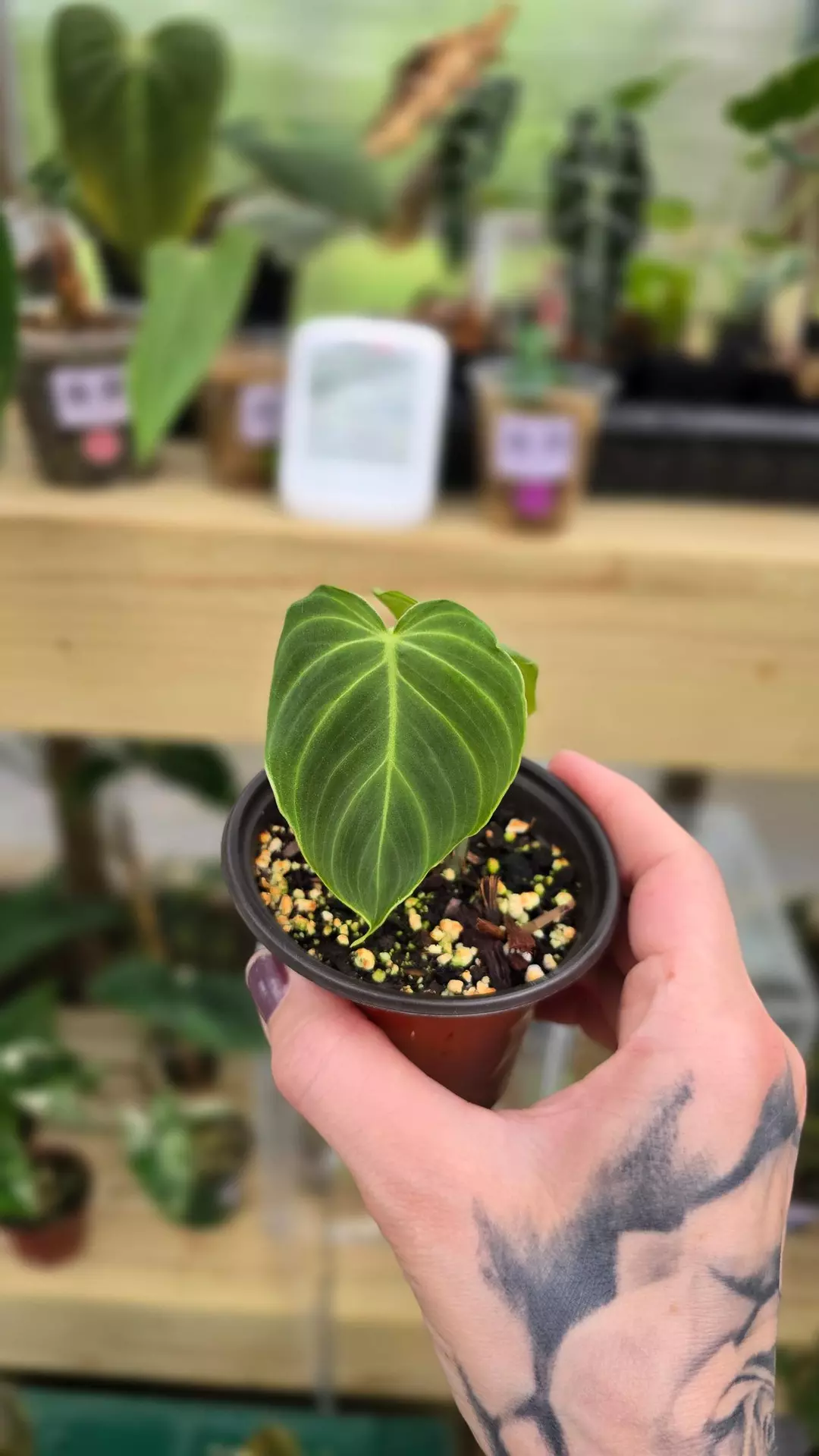 Philodendron Glorious thumbnail