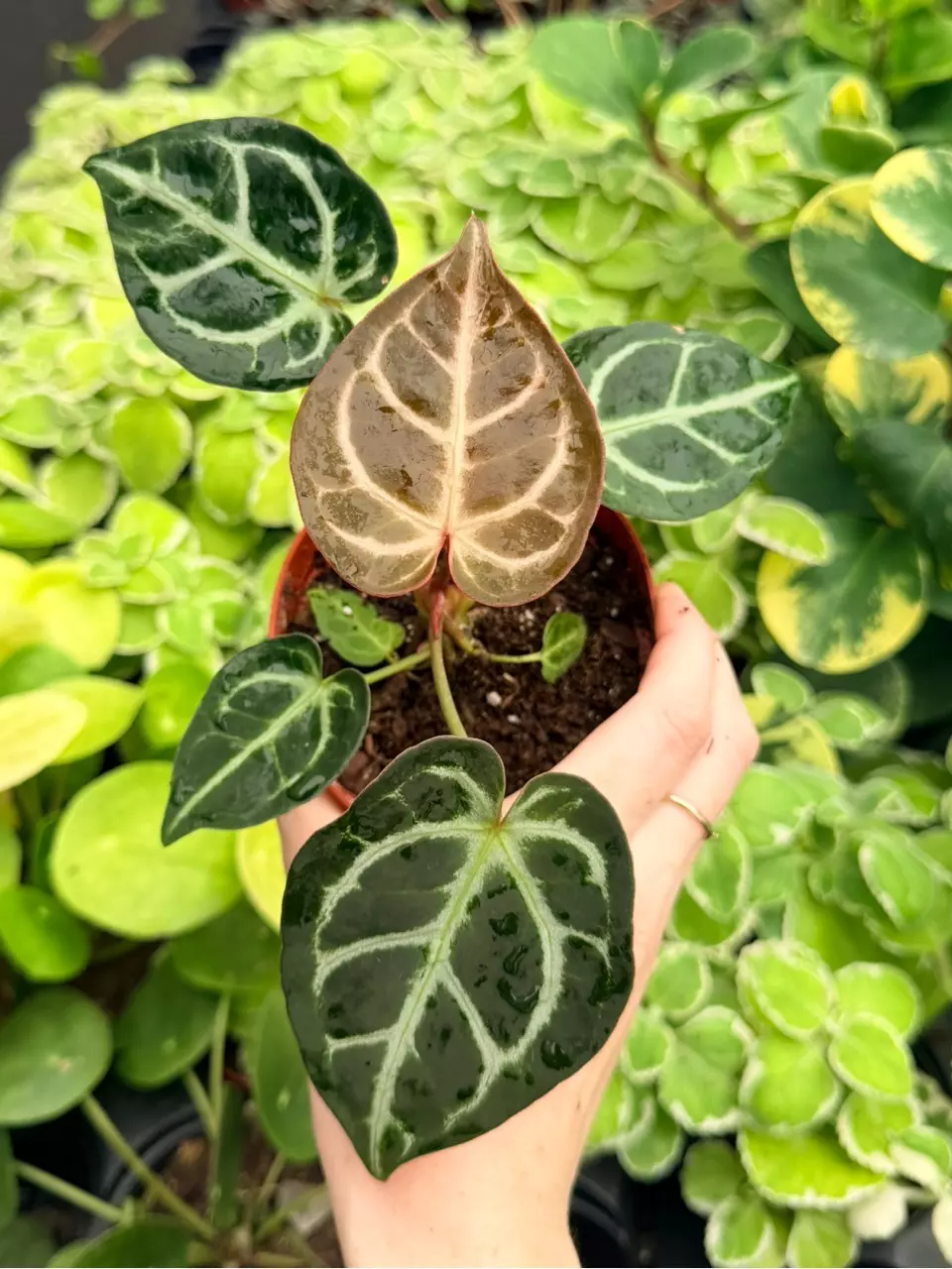 Anthurium Mag x Dorayaki Specific 4” Pot 9003FEP | F thumbnail