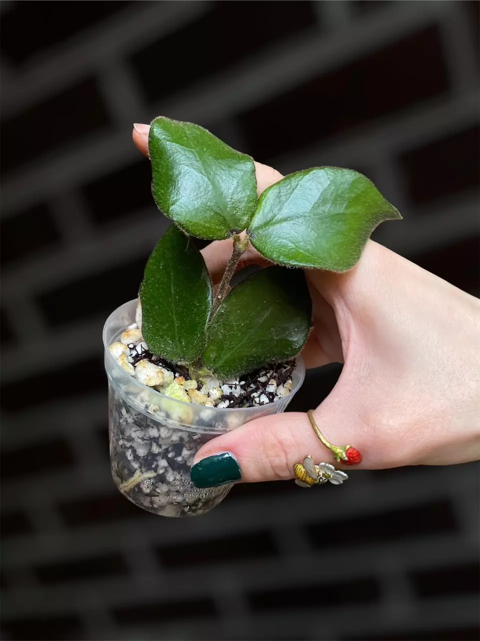 Hoya aeschynanthoides (sp. Borneo from Bario Highland) thumbnail