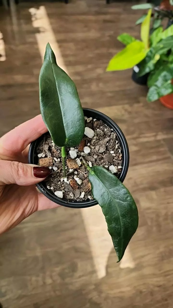 Hoya Liddleana (PNG SV 441) thumbnail