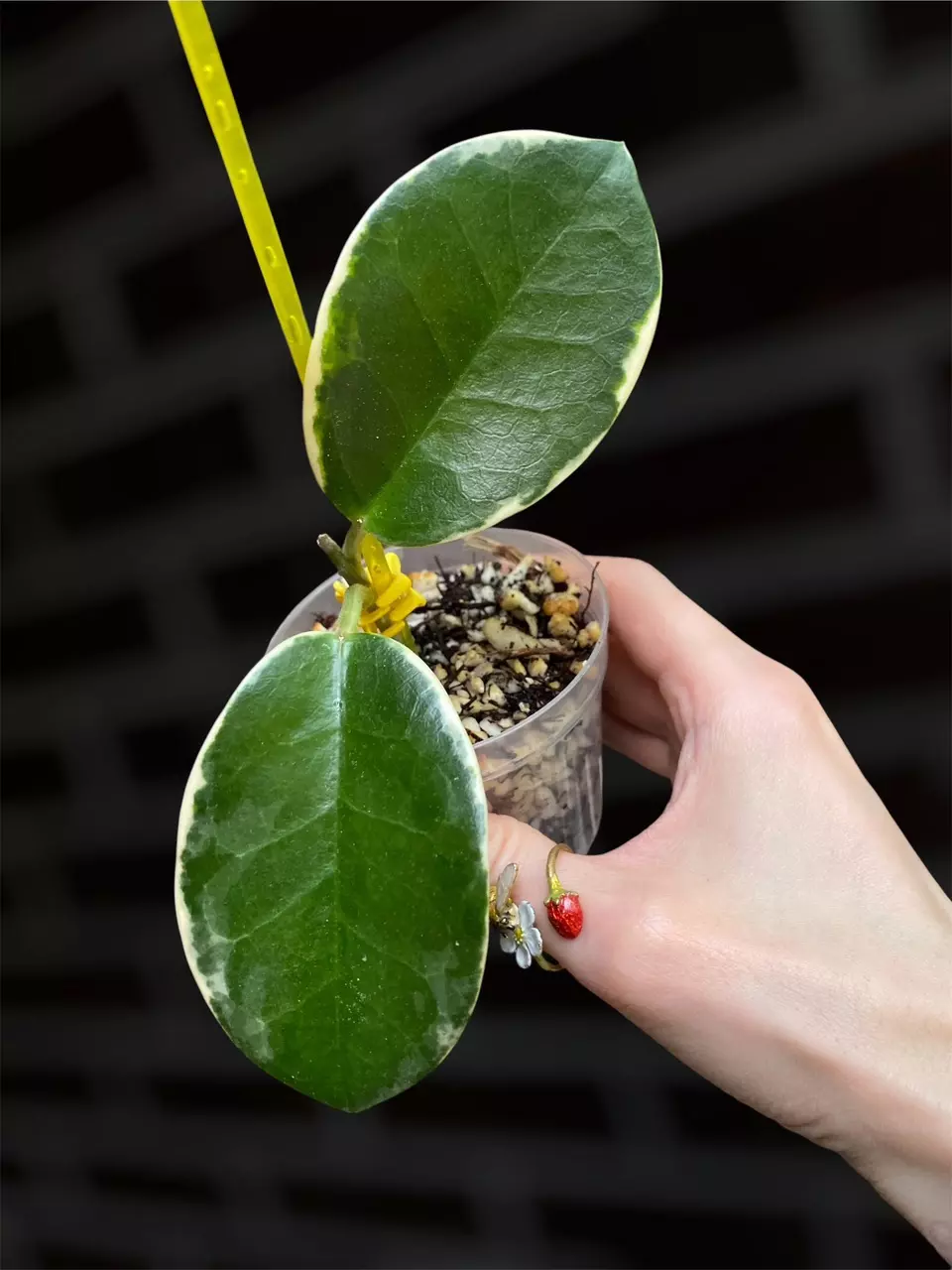 Hoya australis ssp tenuipes ‘Blondie’ thumbnail