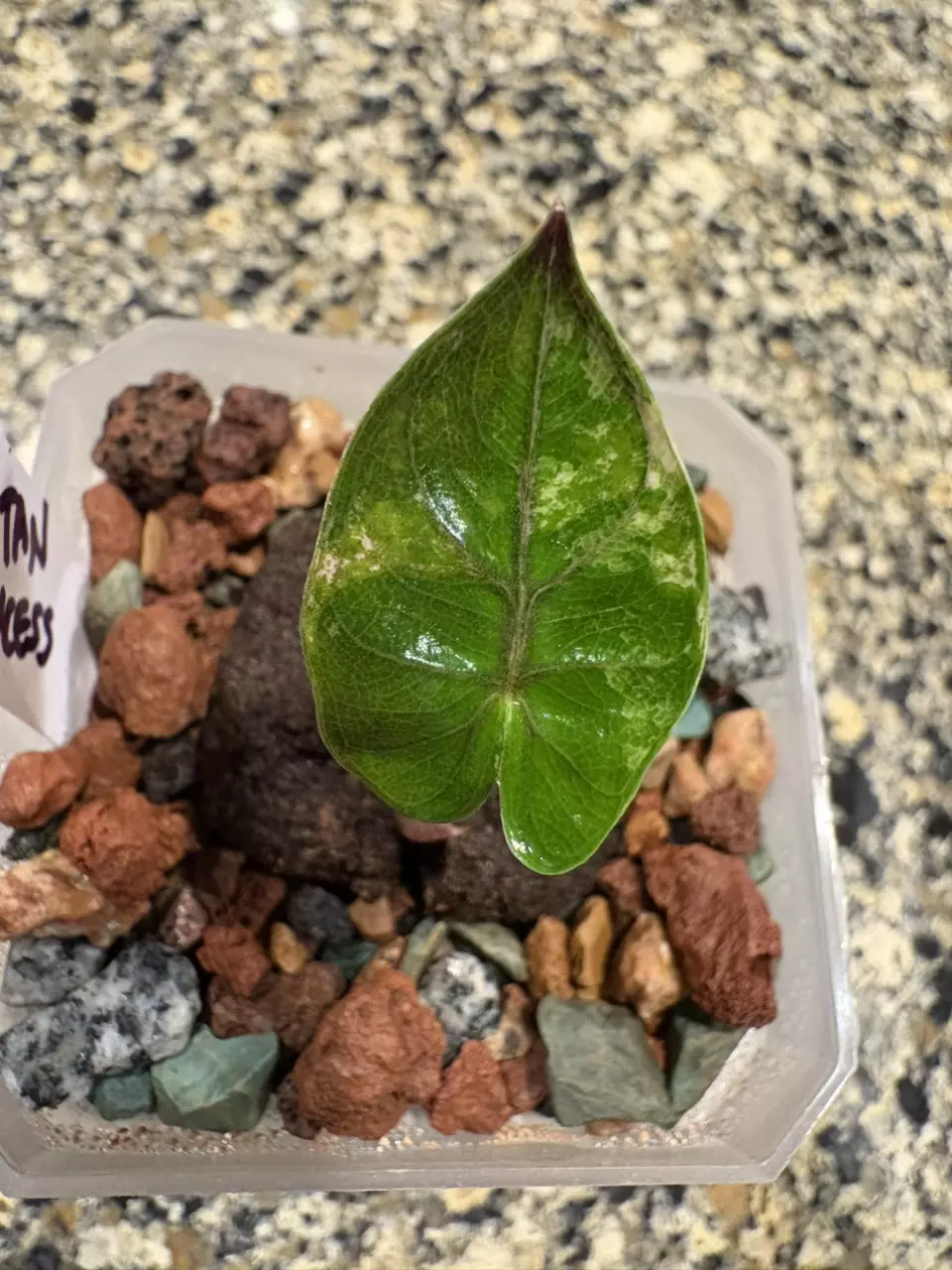 Alocasia Pink Yucatán Princess (Corm Grown) thumbnail