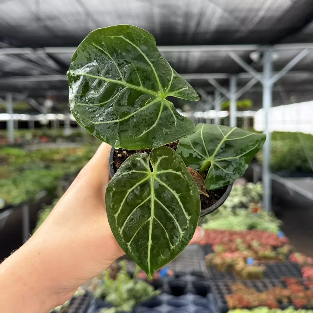 Anthurium Carla x Blue Papi Specific 4” Pot 8983ZSPB| F | thumbnail