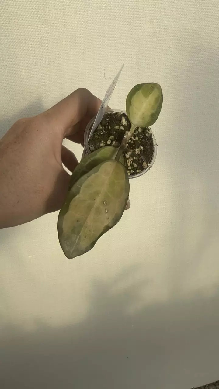 649: 1 inch Variegated Elliptica *New Growth* thumbnail