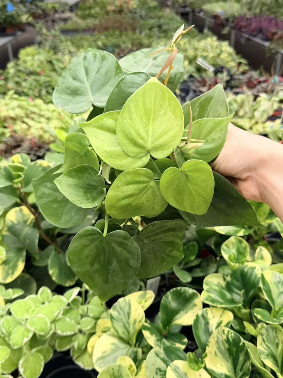 Philodendron Cordatum “Heart Leaf” Specific 4” Pot 9002FEP | F thumbnail
