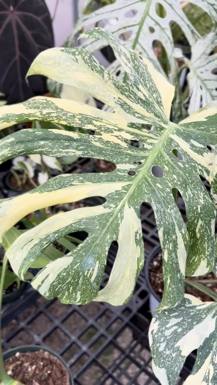 660: 6 inch Creme Brulee Monstera thumbnail