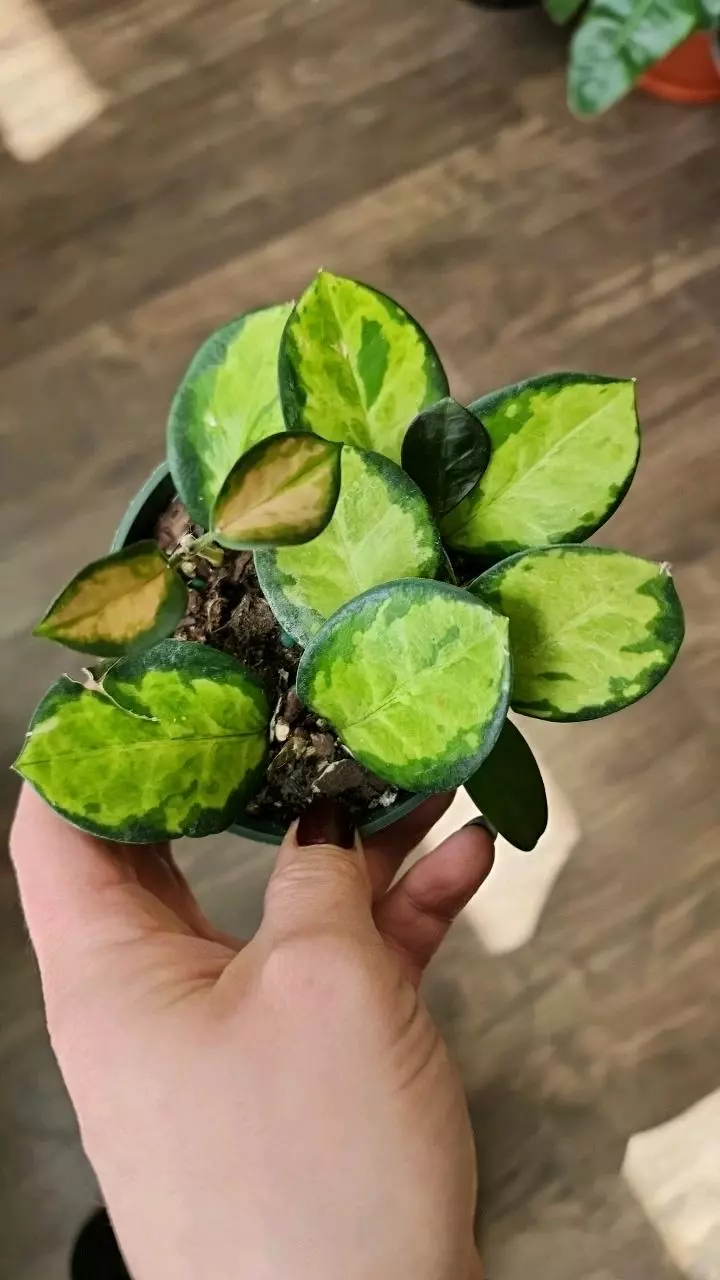 Hoya Australis Tricolor 'Lisa' thumbnail