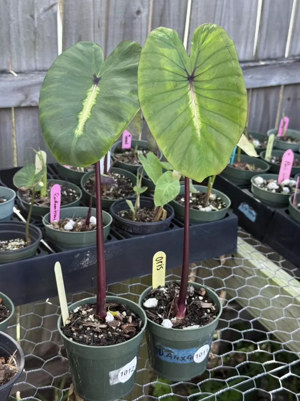 1011/1012 Oris Colocasia(2 available, GC) thumbnail