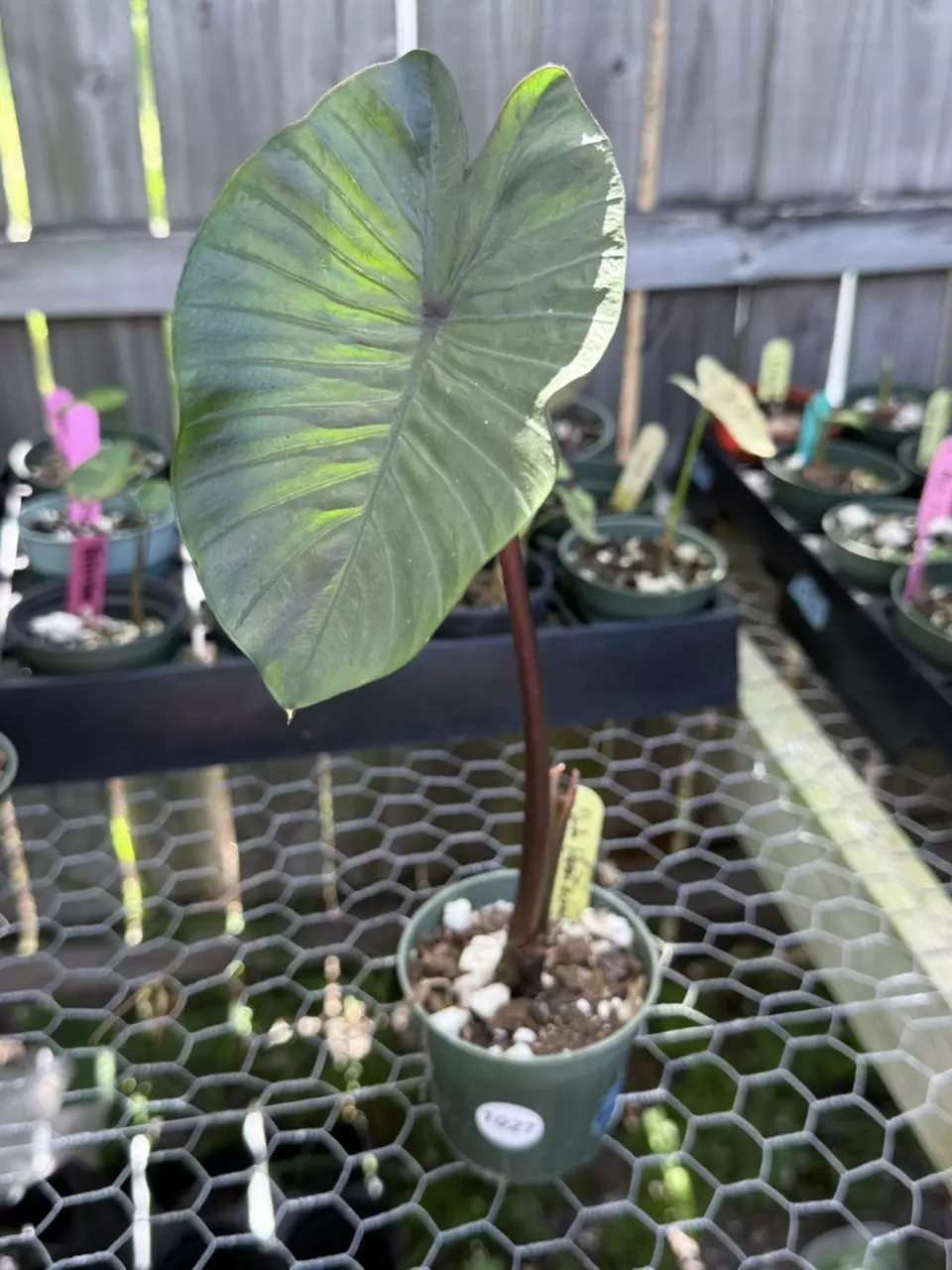 1070 pink horizon colocasia thumbnail