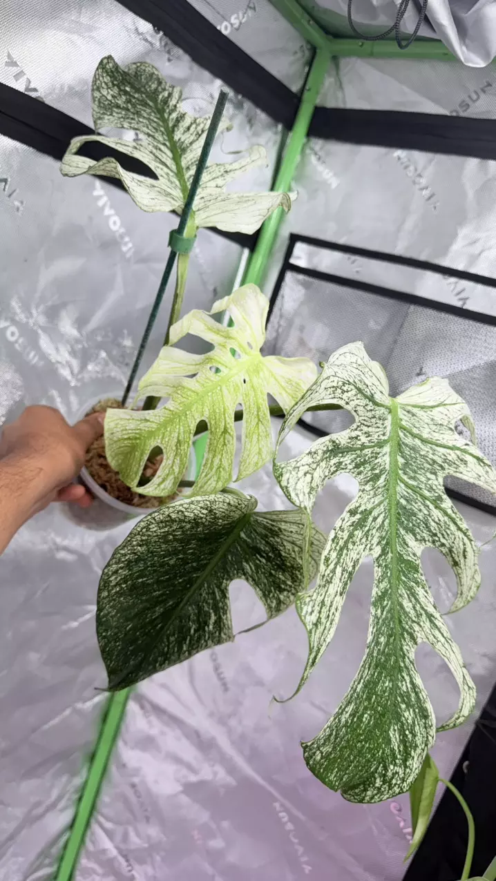 Huge Monstera deliciosa 'Devil Monster'  Next day air included in price thumbnail