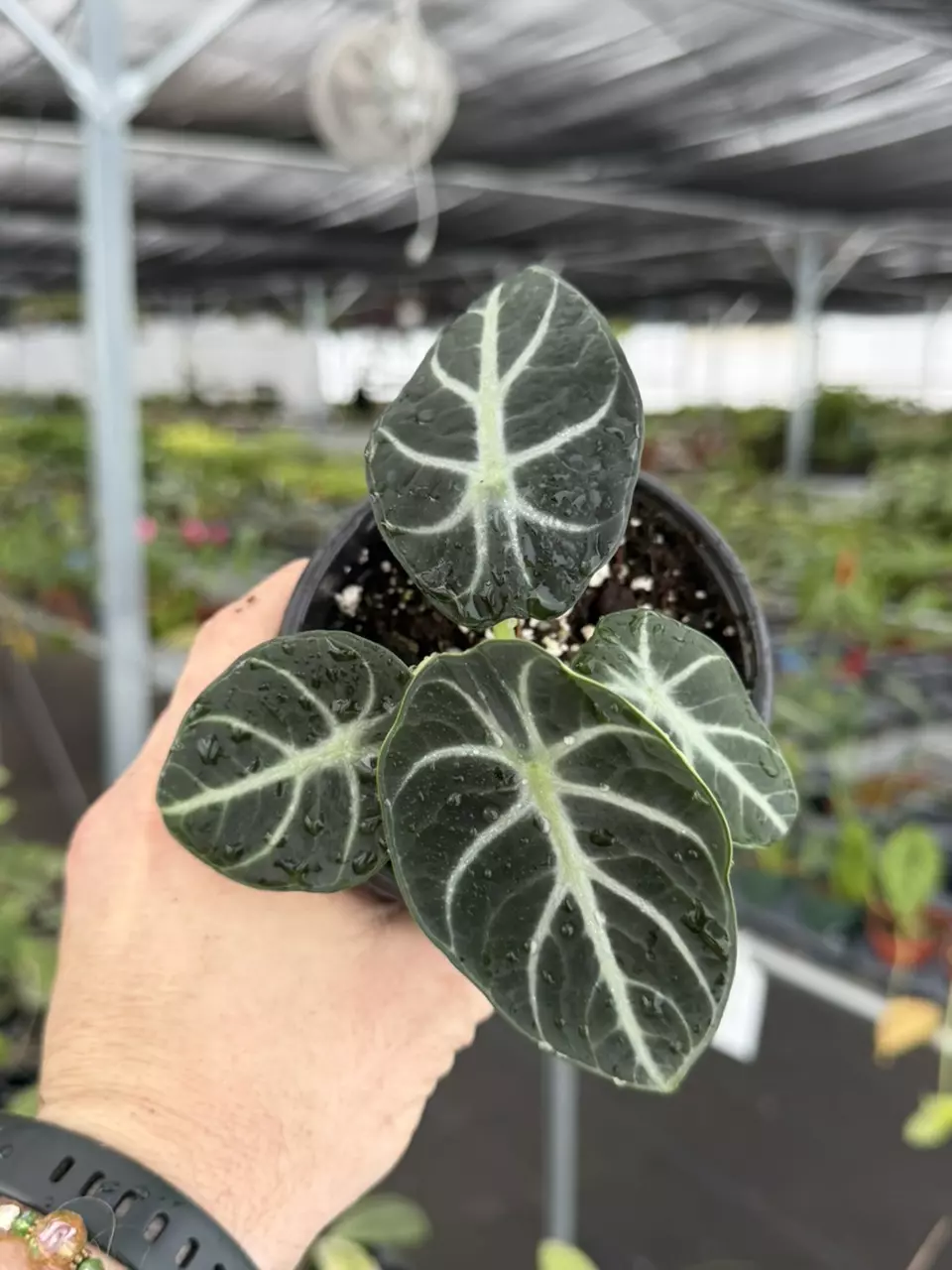 Exact Plant Alocasia Ninja Specific 4” Pot 8431RSP | F thumbnail
