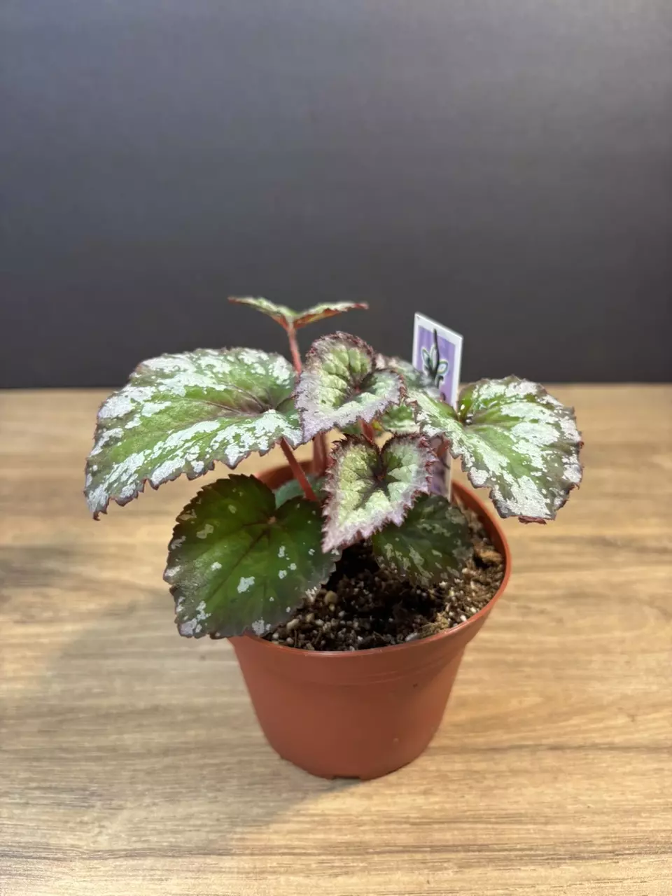 Begonia Fire Woman 4” 3764 thumbnail