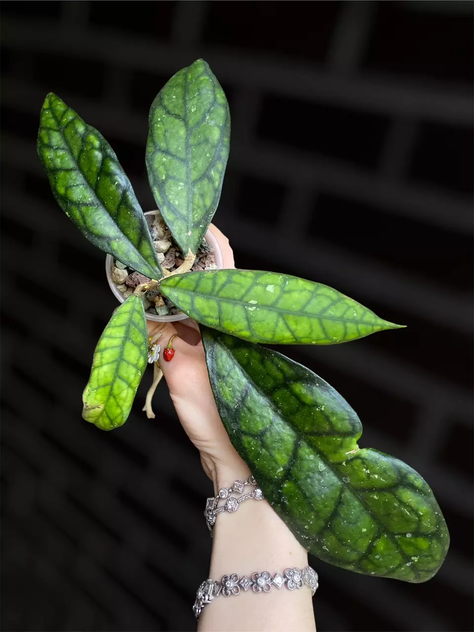 Hoya callistophylla ‘Black Cat’ thumbnail