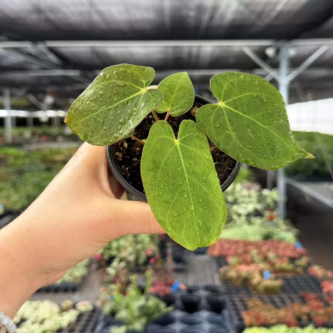 Anthurium Papi Red x HU Specific 4” Pot 8983ZSP | F | thumbnail