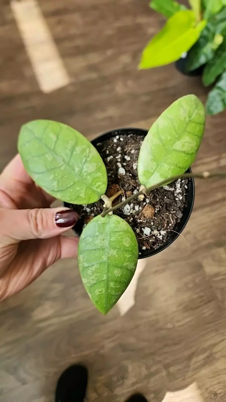 Hoya Finlaysonii thumbnail