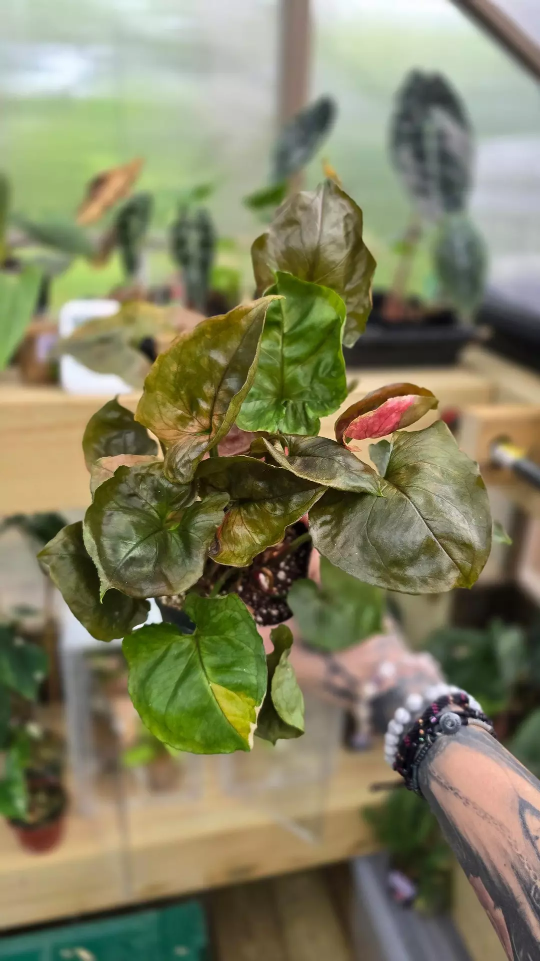 Syngonium strawberry ice thumbnail