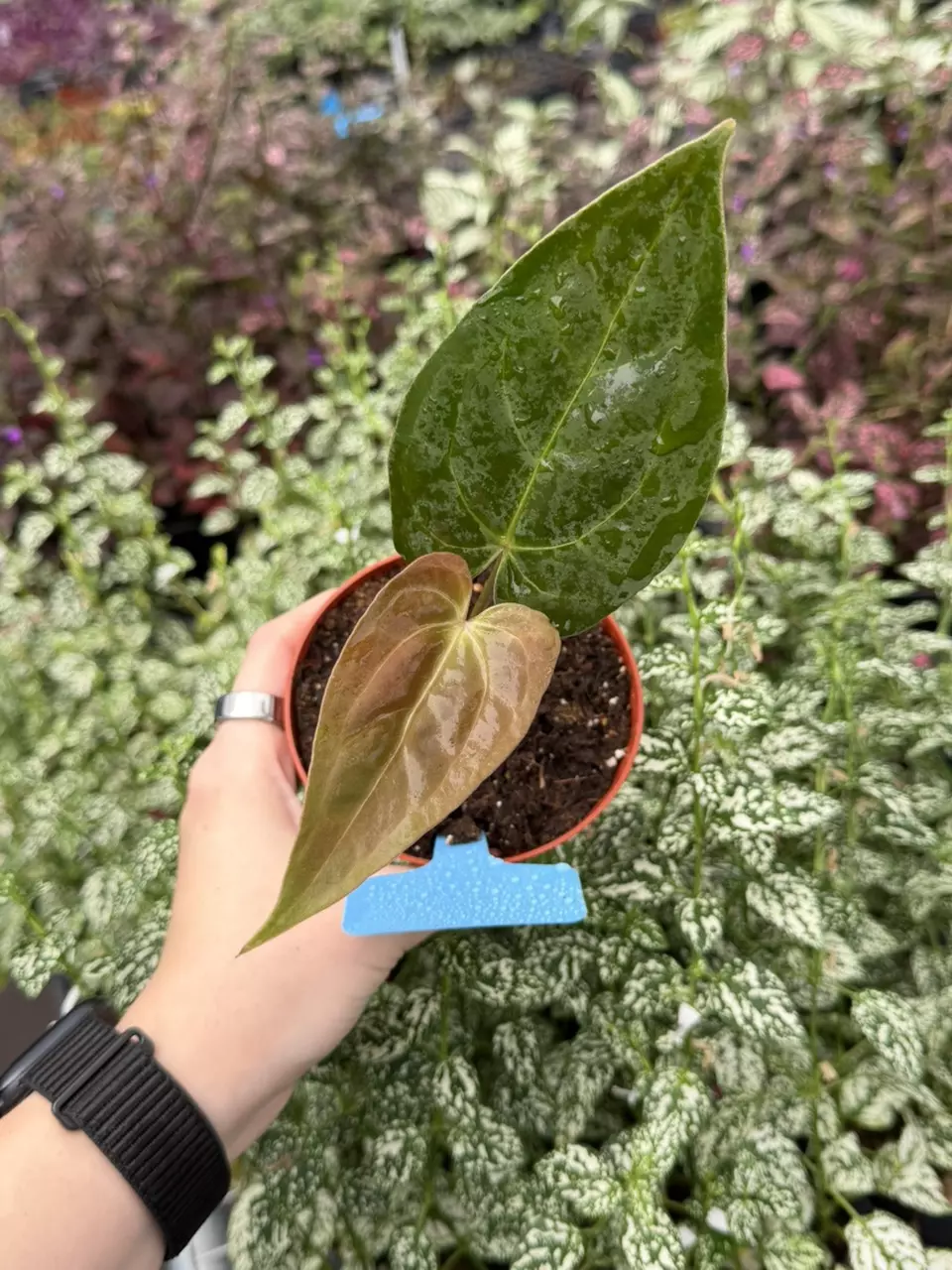 Anthurium Regale x Waroq Specific 4” Pot 8268EMP | F thumbnail