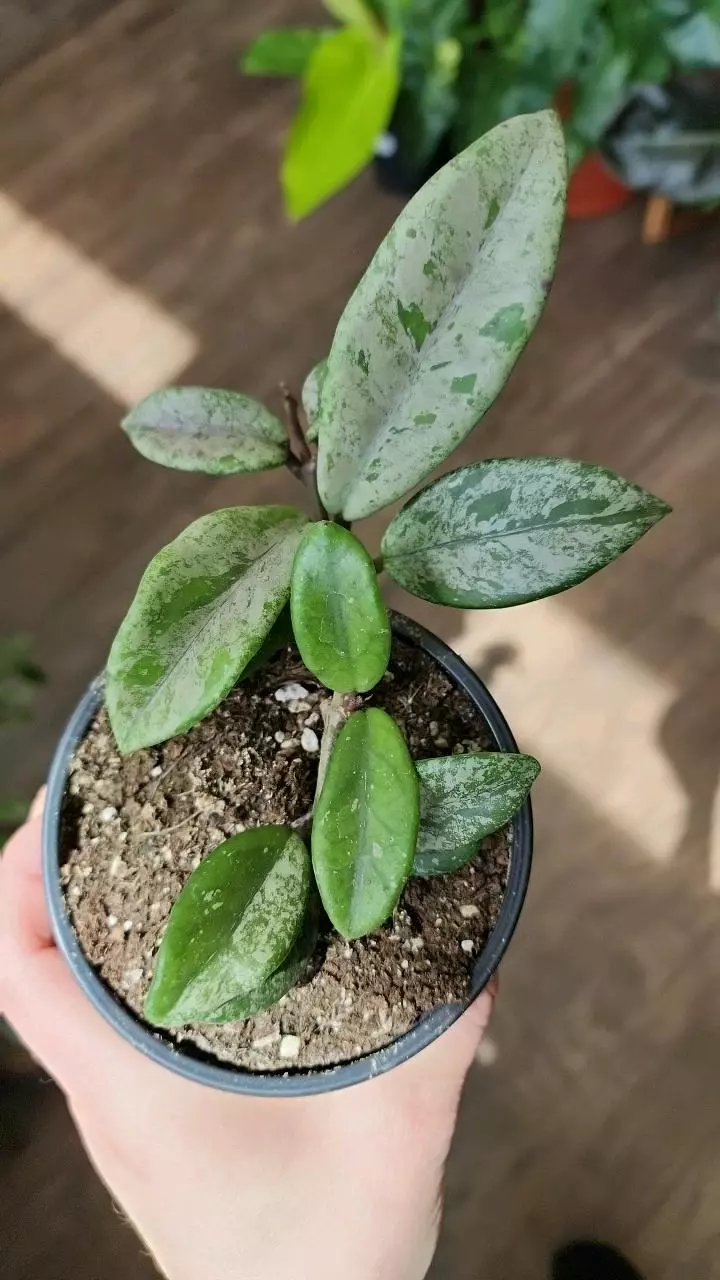 Hoya Wilbur Graves thumbnail