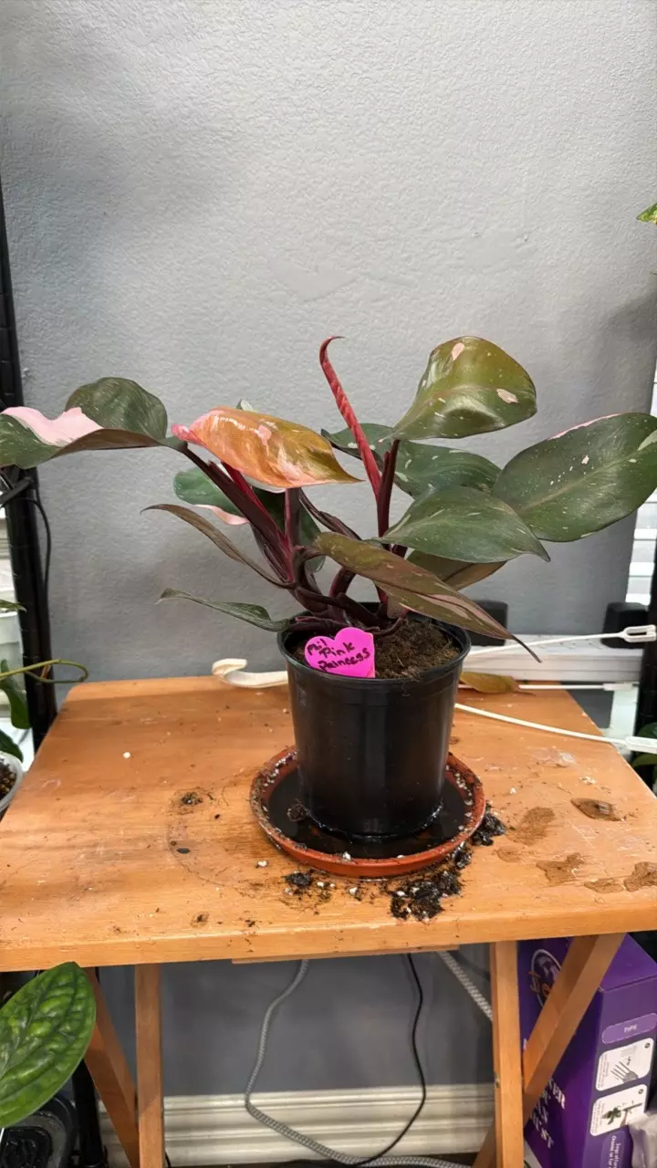 PINK PRINCESS 520 thumbnail