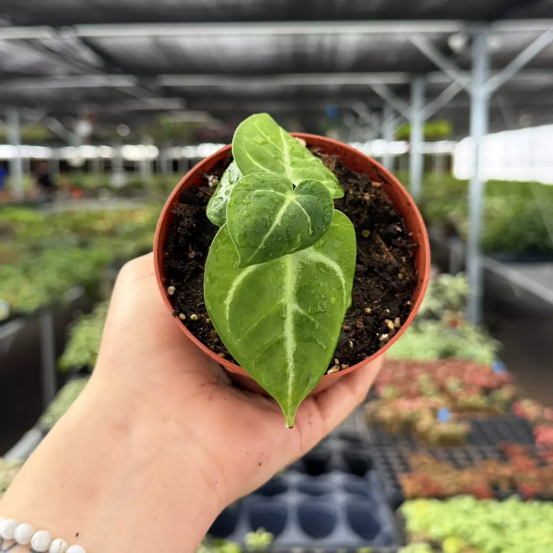Anthurium Hoffmanii x Hulk Specific 4” Pot 8980ZSP | F | thumbnail