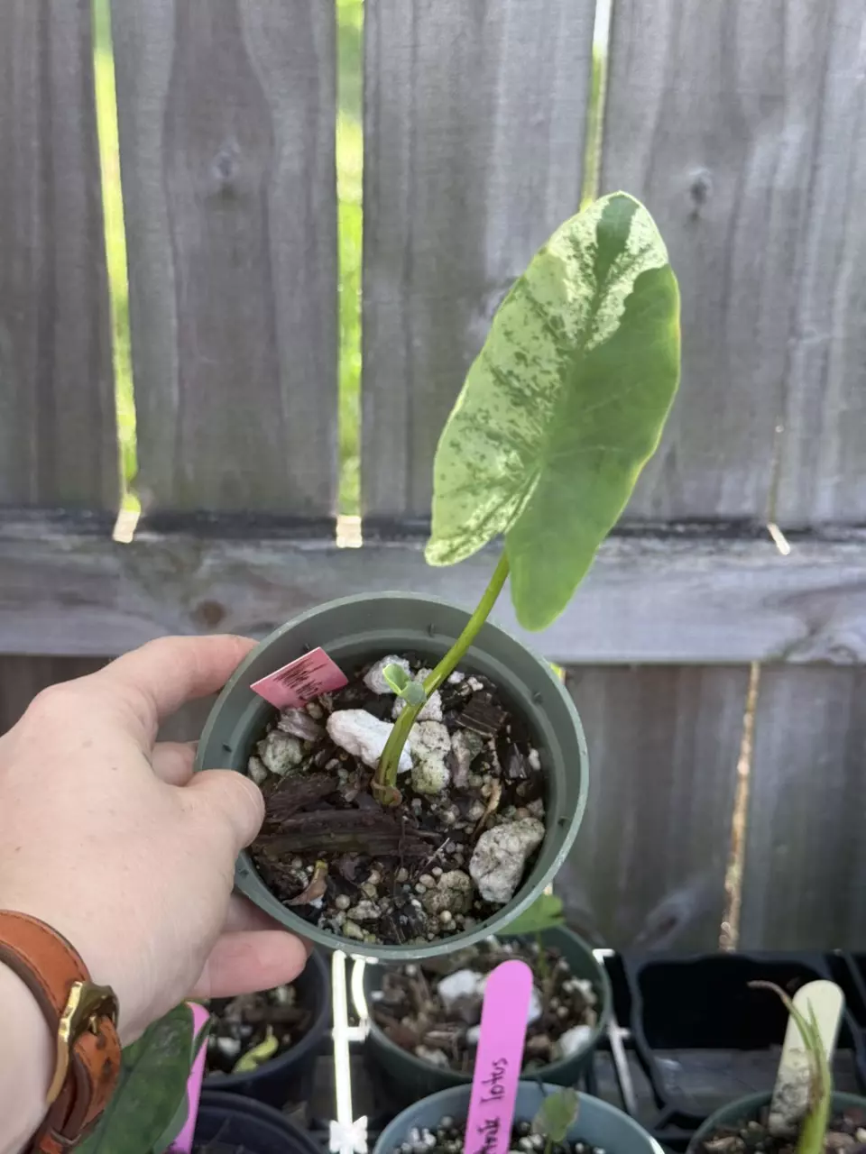 3315 white Wizard Colocasia thumbnail