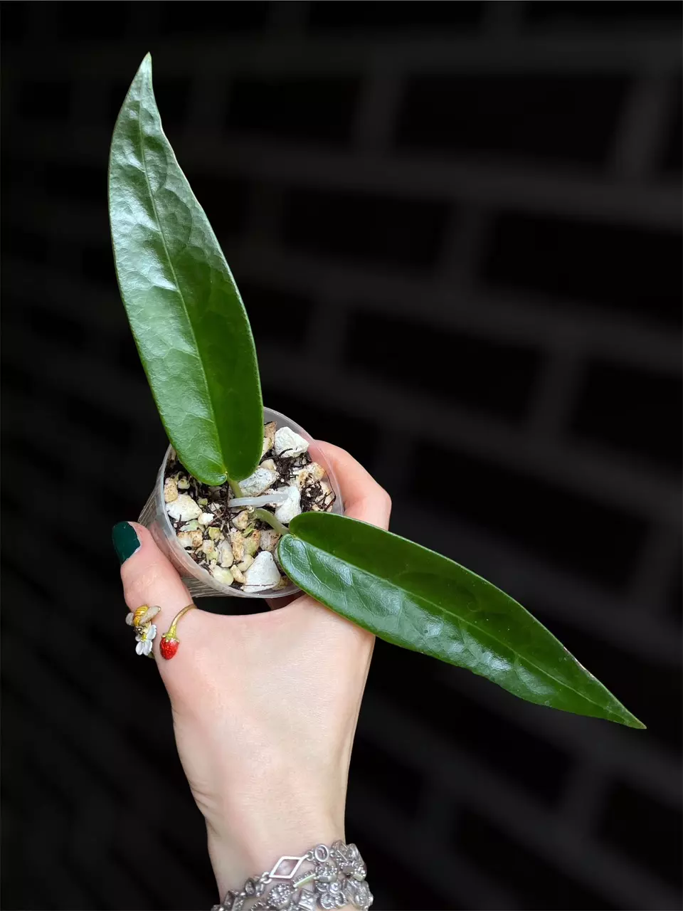 Hoya noID (likely archiboldiana) thumbnail