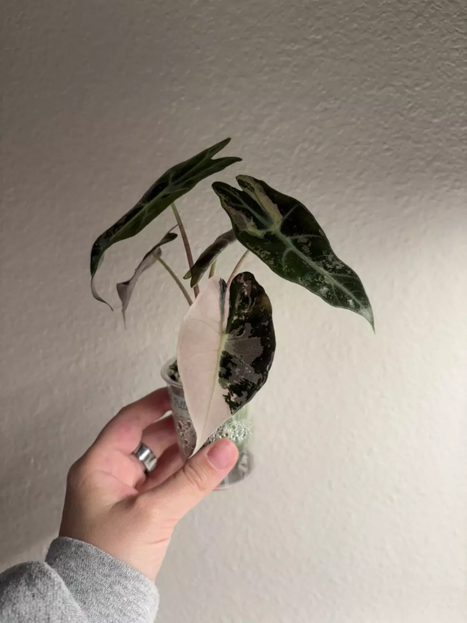 Alocasia Pink Polly thumbnail