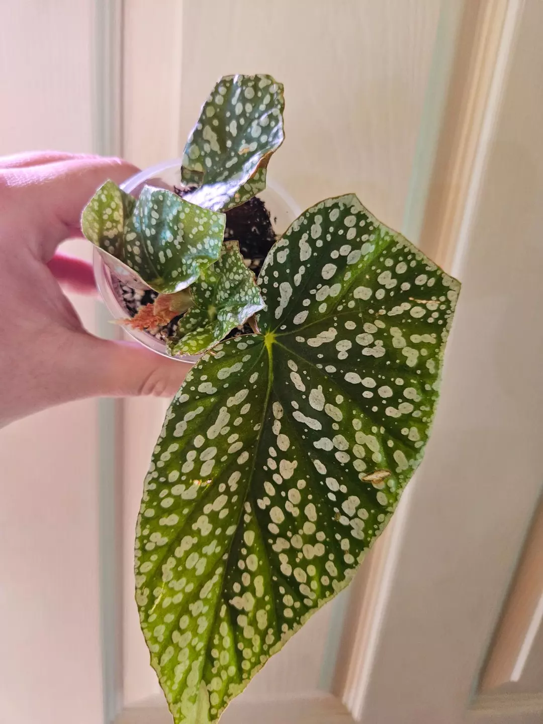 Begonia noid thumbnail